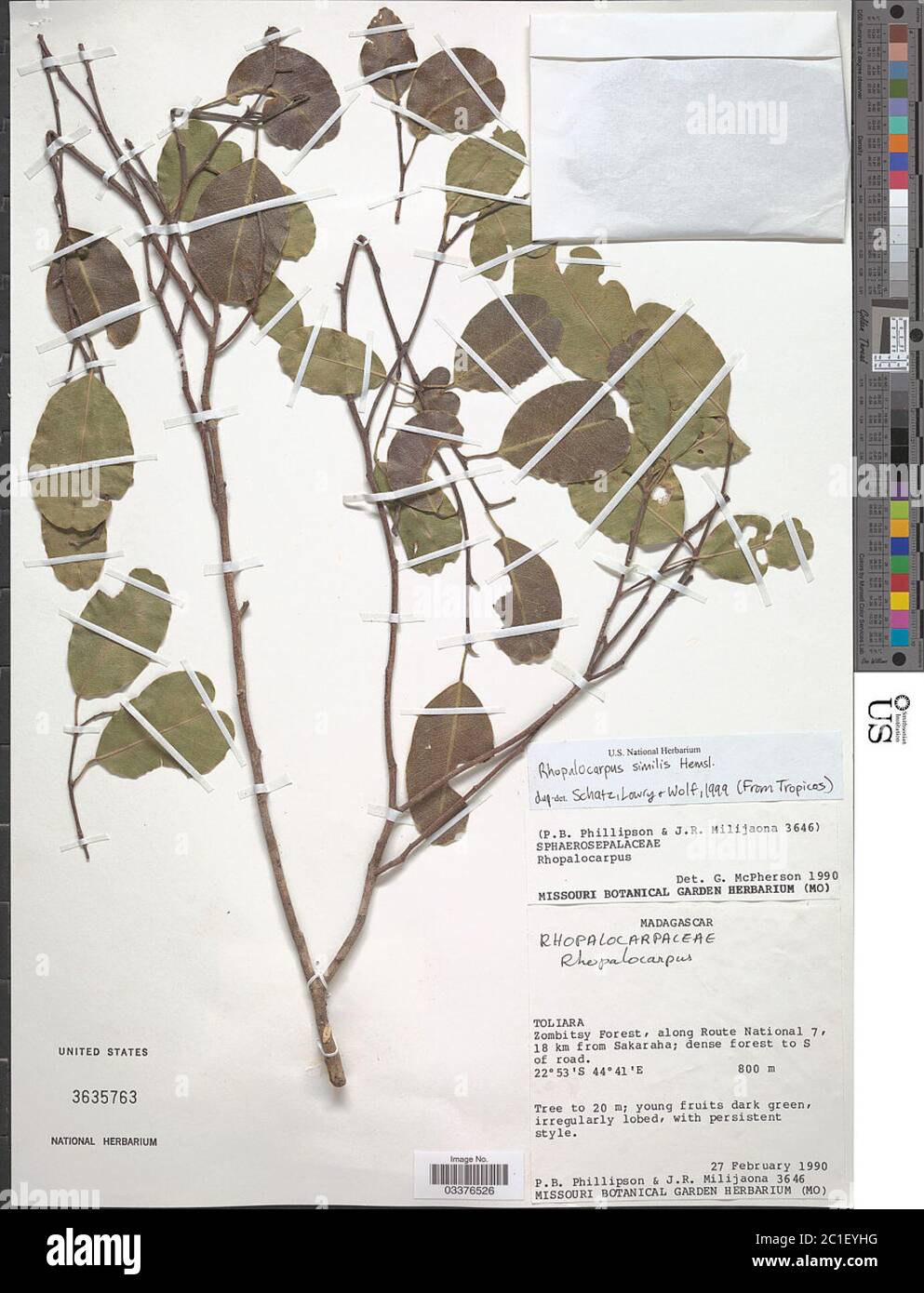Rhopalocarpus similis Hemsl Rhopalocarpus similis Hemsl Stock Photo Alamy