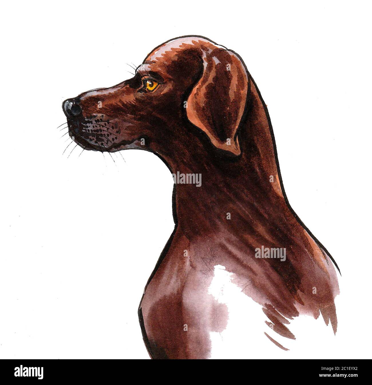Hunting dog head. Ink and watercolor drawing Stock Photo - Alamy