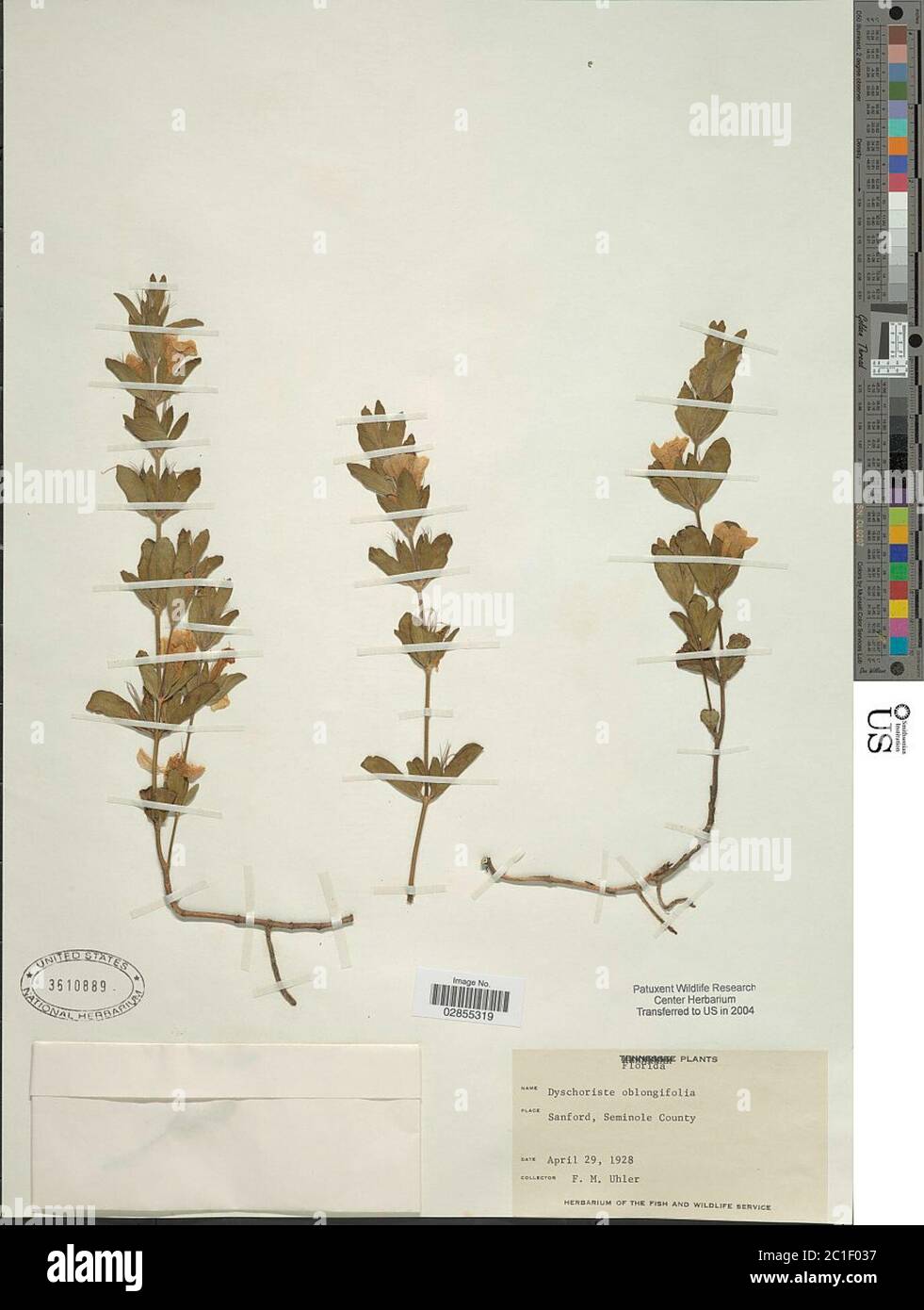 Dyschoriste oblongifolia Michx Kuntze Dyschoriste oblongifolia Michx Kuntze. Stock Photo