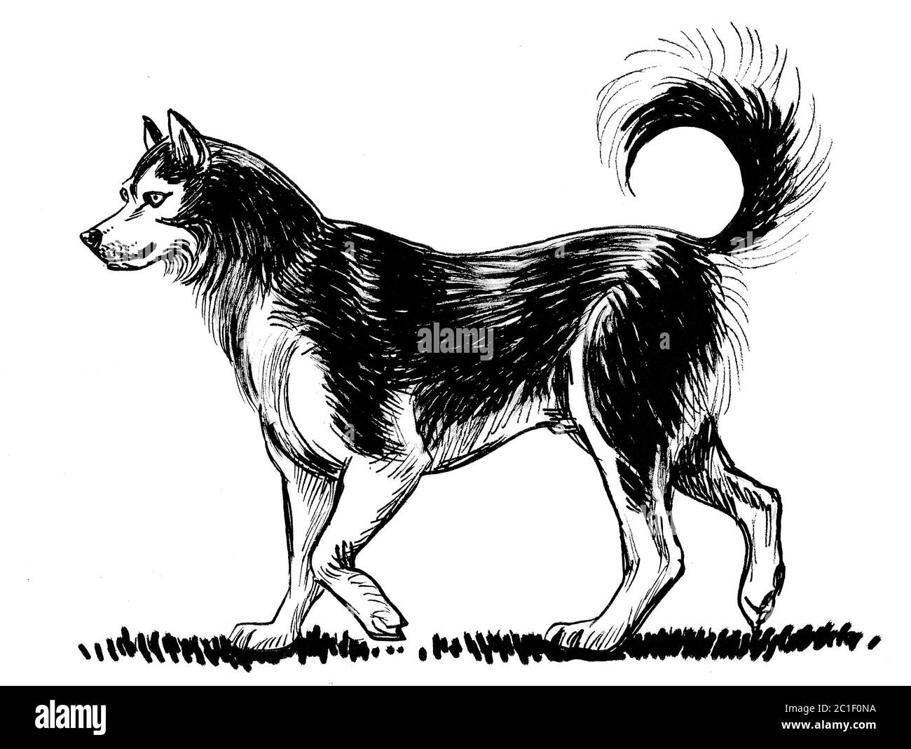 Walking husky dog. Ink black and white drawing Stock Photo - Alamy