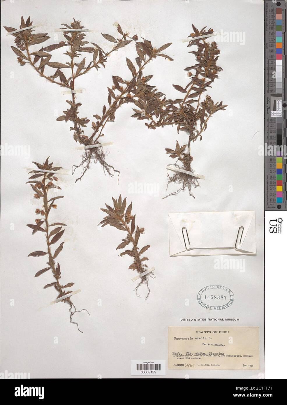 Sauvagesia erecta L Sauvagesia erecta L Stock Photo Alamy