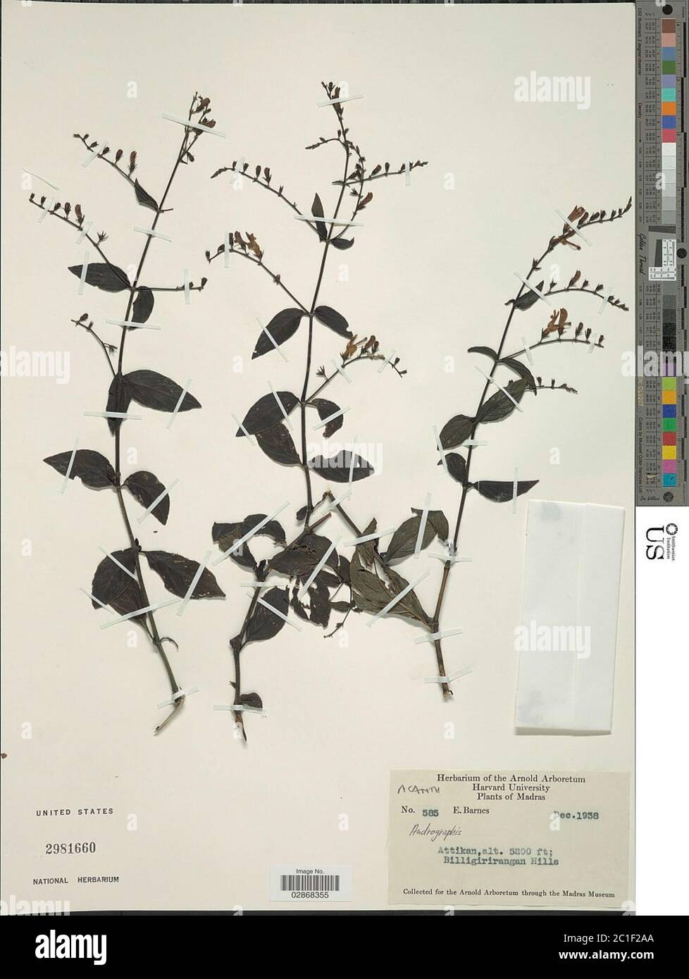 Andrographis sp Andrographis sp Stock Photo - Alamy