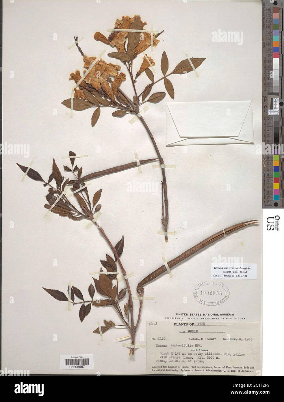 Tecoma stans var sambucifolia Kunth JRI Wood Tecoma stans var sambucifolia Kunth JRI Wood. Stock Photo