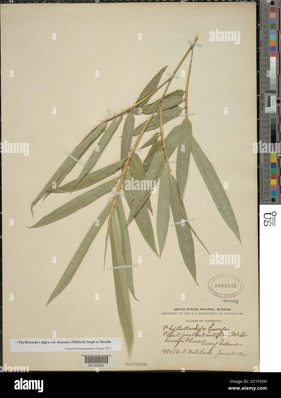 Phyllostachys nigra var henonis Mitford Stapf ex Rendle Phyllostachys nigra var henonis Mitford Stapf ex Rendle. Stock Photo