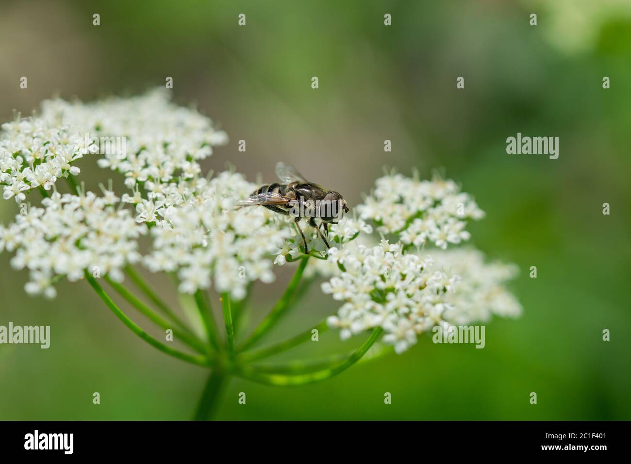 Black Shouldered Drone Fly On Ground Elder Flowers Stock Photo Alamy