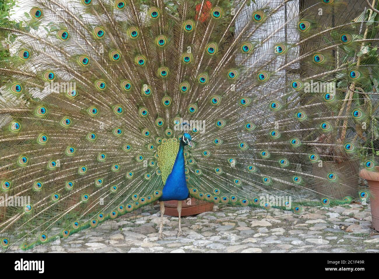 peacock showing it's beautiful feathers Stock Photo - Alamy