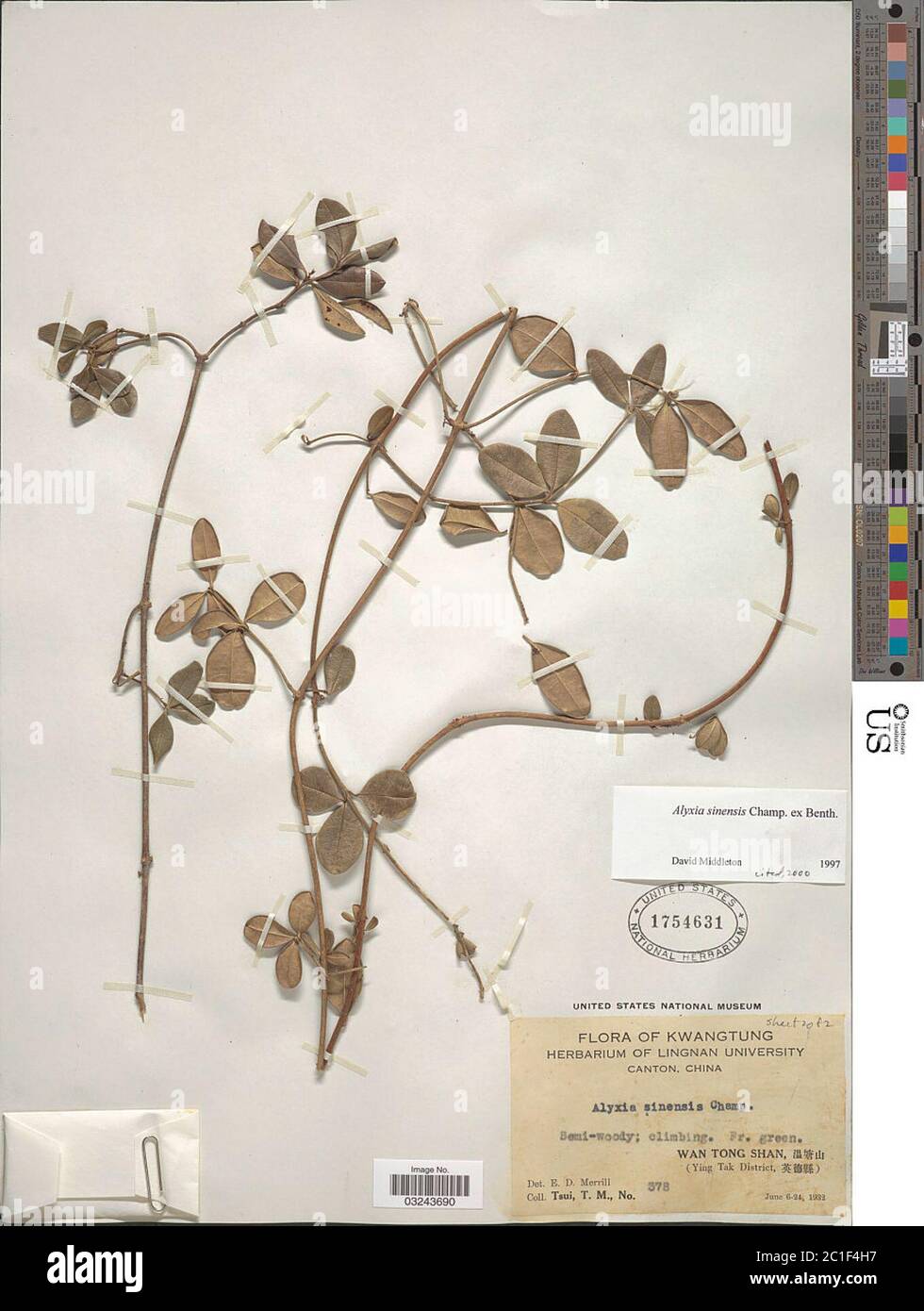 Alyxia sinensis Champ ex Benth Alyxia sinensis Champ ex Benth. Stock Photo