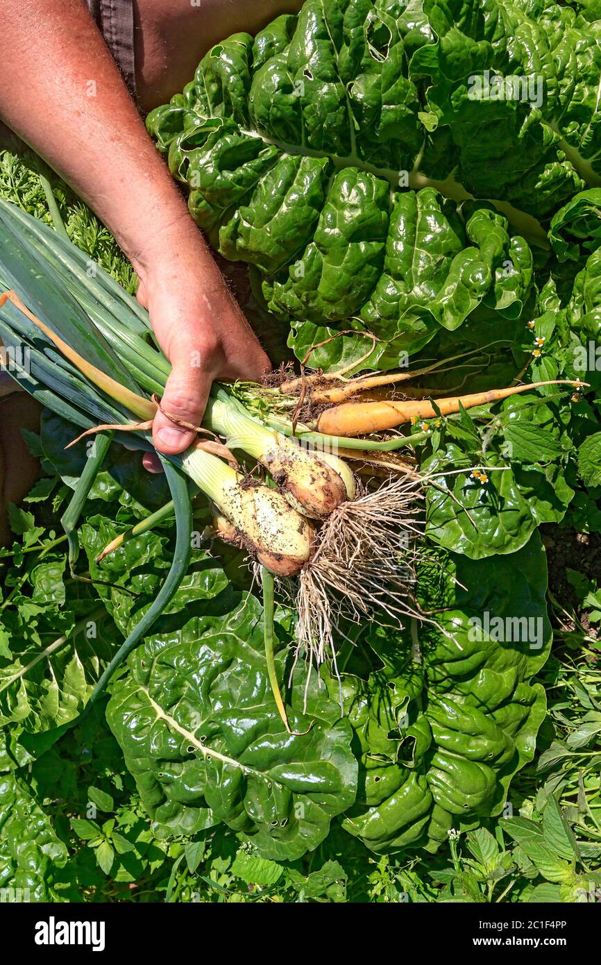 Fresh pulled, young Walla Walla onions and heirloom golden carrots against  growing Swiss chard at the farm used by Executive Chef Brian Scheehser for Trellis  Restaurant in Kirkland, WA Stock Photo -