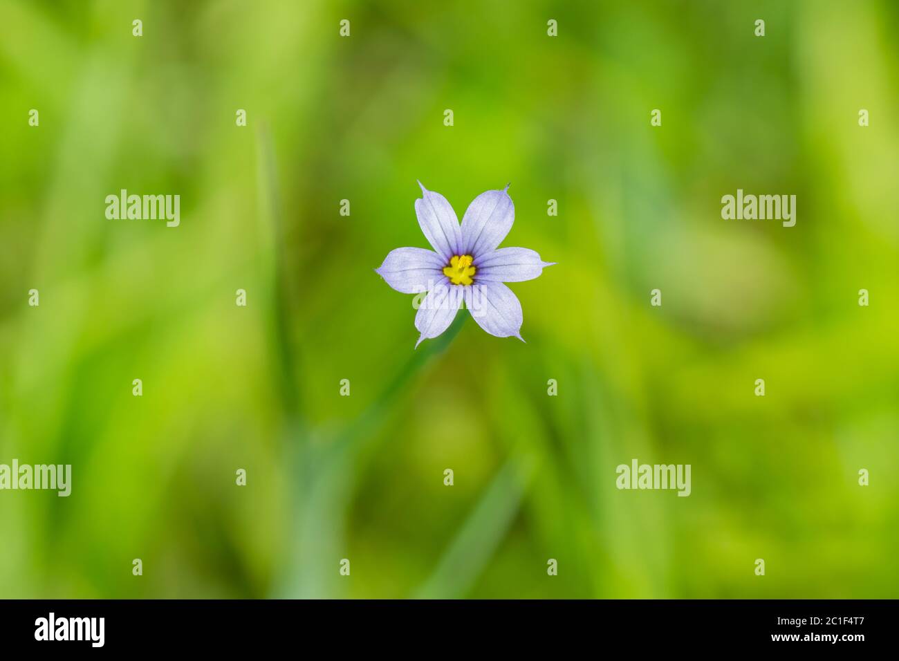 Blue Eyed Grass Flower in Springtime Stock Photo