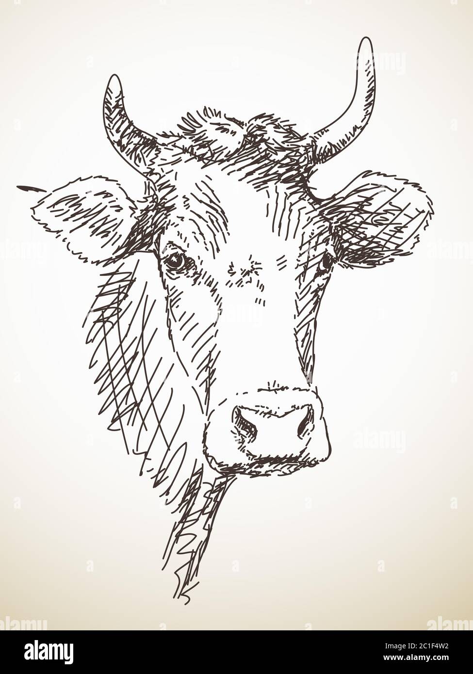Sketch of cow head, Isolated Vector Illustration, Hand drawn Stock