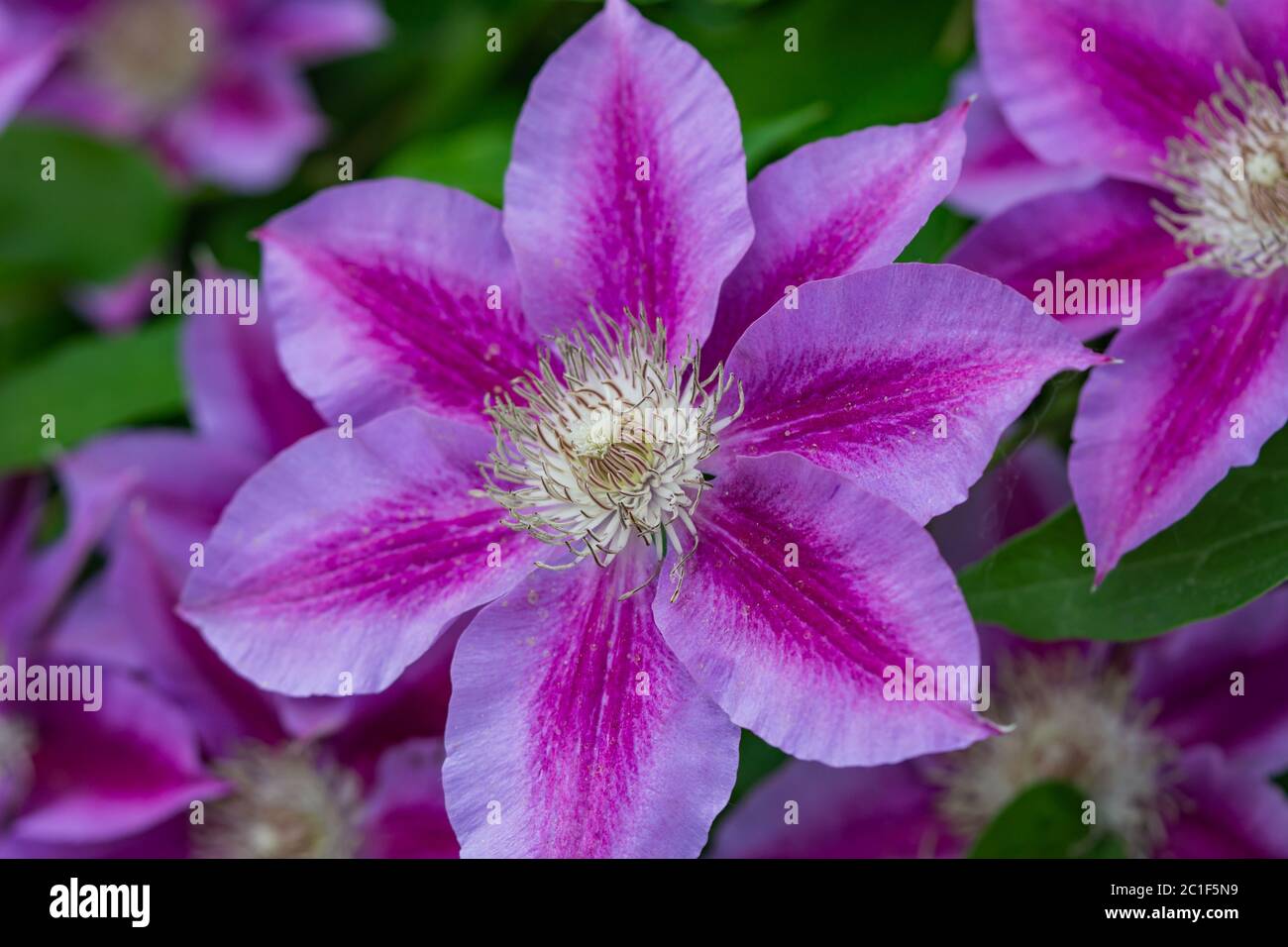 Pink striped clematis flowers hires stock photography and images Alamy