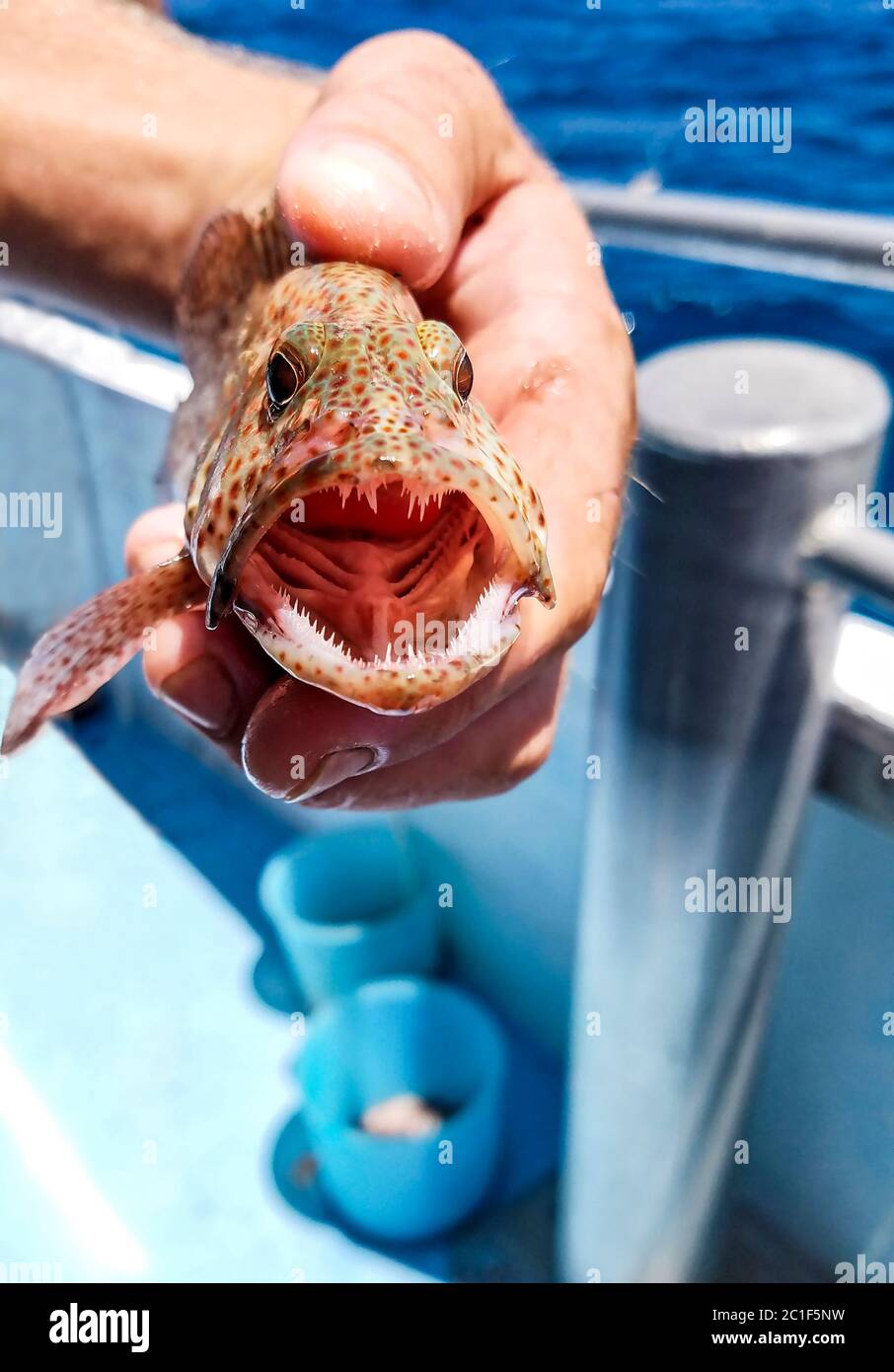 Grouper mouth hires stock photography and images Alamy