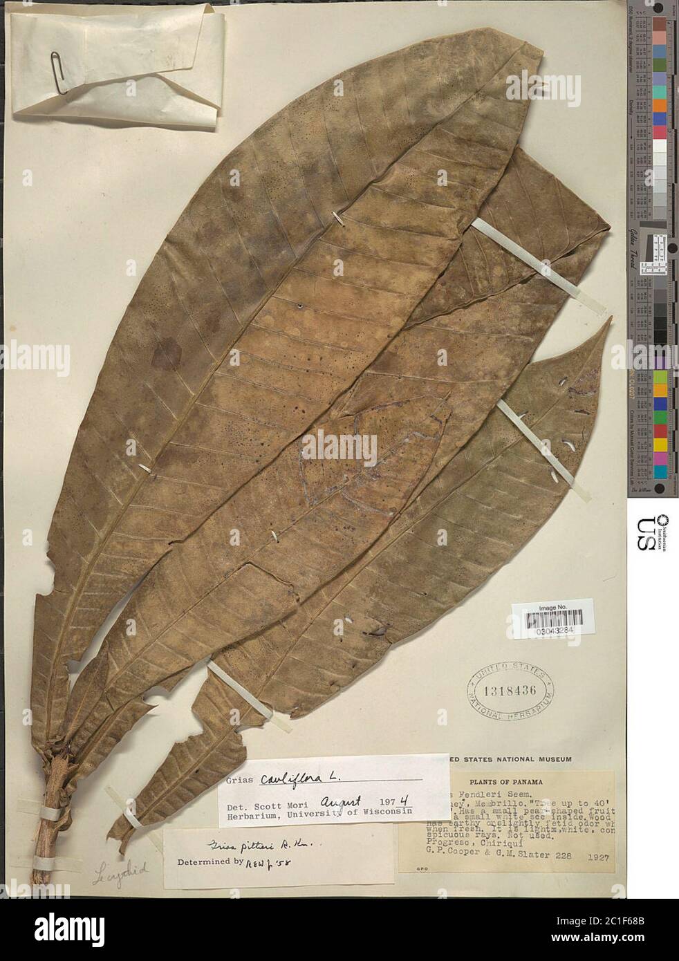 Grias cauliflora L Grias cauliflora L Stock Photo Alamy