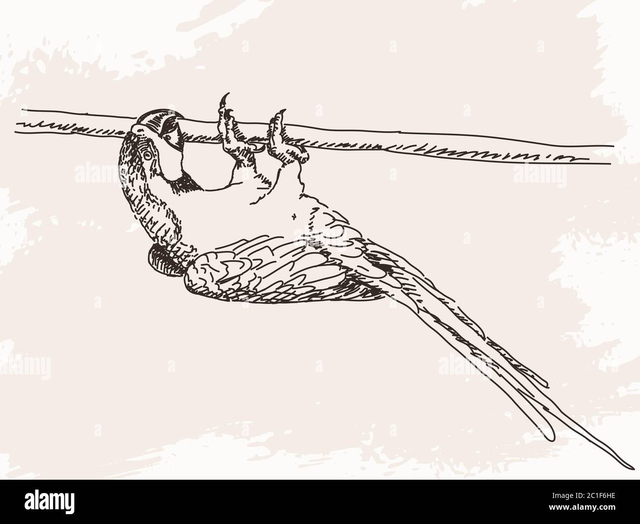 Sketch of parrot, Hand drawn vector illustration Stock Vector Image ...