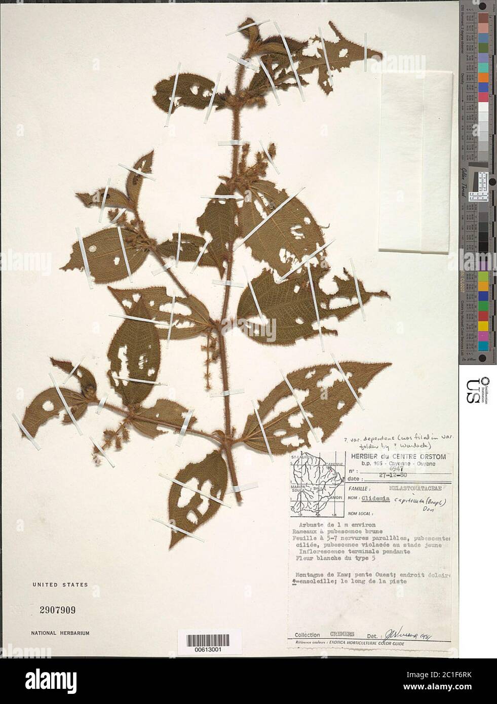 Clidemia capitellata var dependens Pav D Don JF Macbr Clidemia capitellata var dependens Pav D Don JF Macbr. Stock Photo