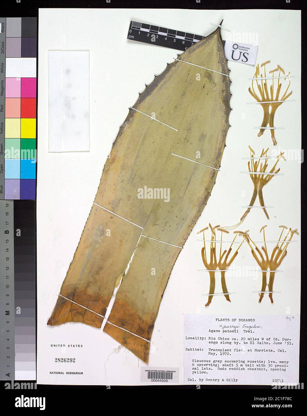 Agave parryi Agave parryi Stock Photo Alamy