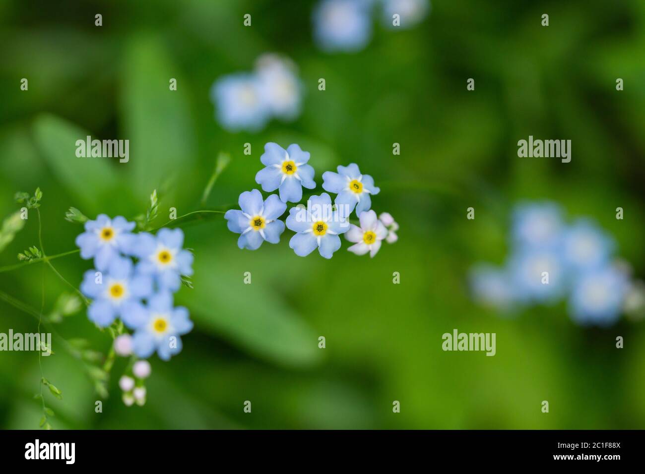 Forget Me Not Flowers in Springtime Stock Photo