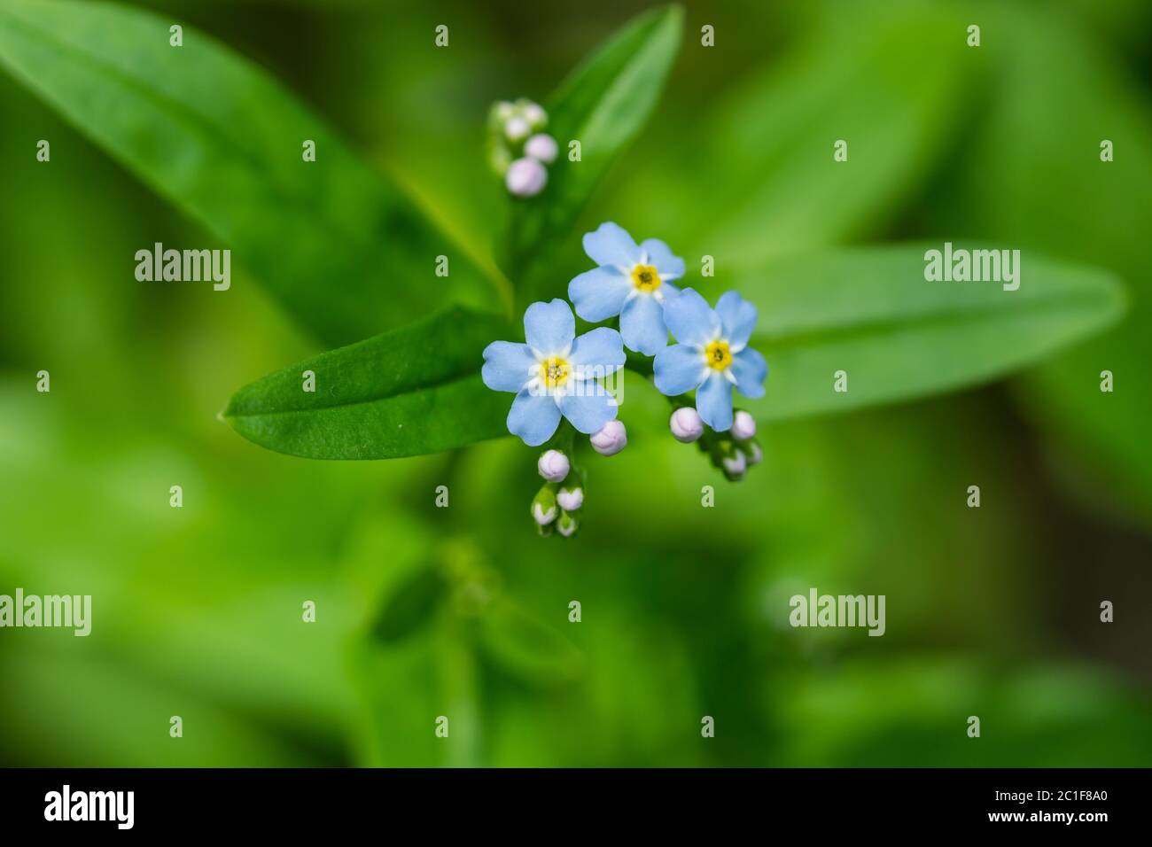 Forget Me Not Flowers in Springtime Stock Photo