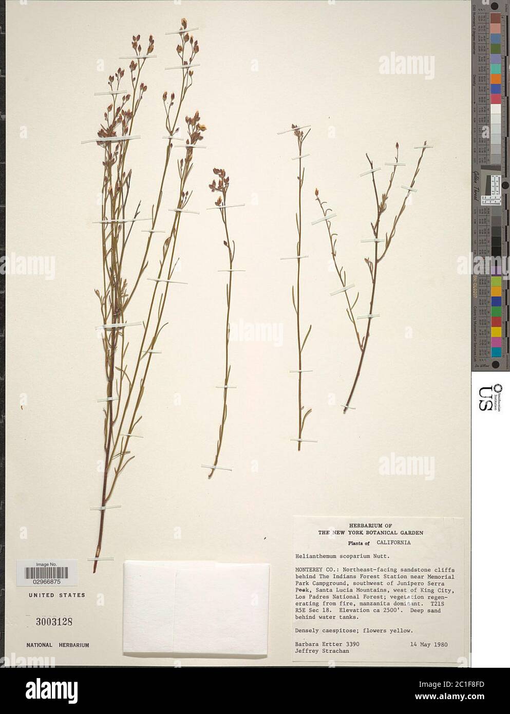 Helianthemum suffrutescens B Schreiber Helianthemum suffrutescens B Schreiber. Stock Photo