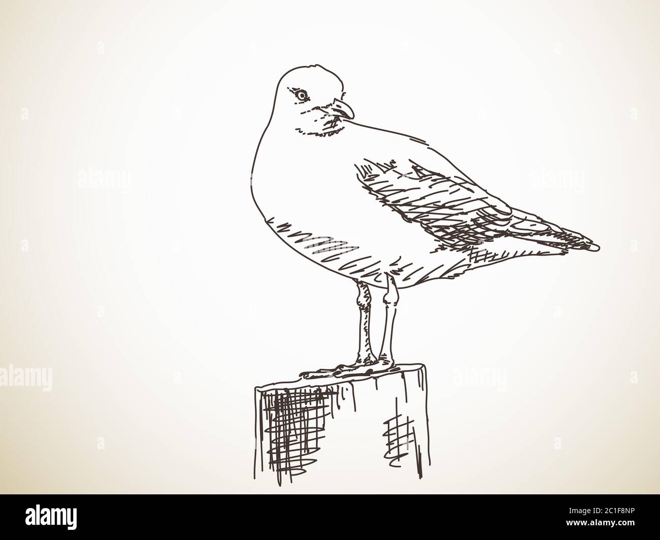 Чайка сидит рисунок