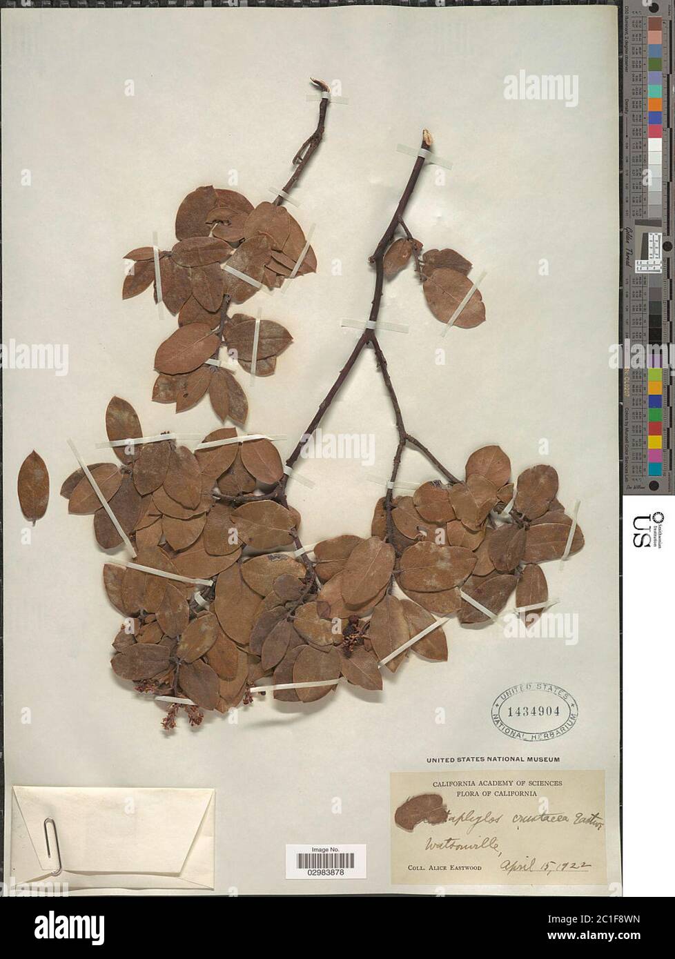 Arctostaphylos crustacea Eastw Arctostaphylos crustacea Eastw. Stock Photo