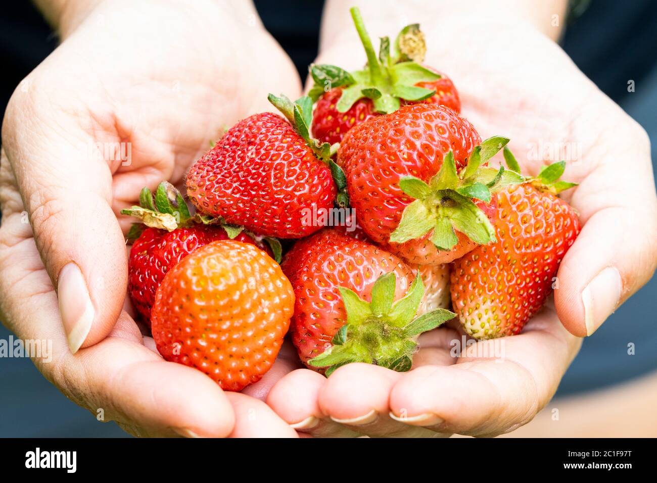 Selective focus of the first harvest of organic strawberries in the hands of a girl. Spain Stock Photo