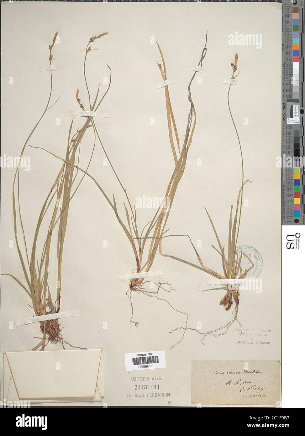 Carex albicans Willd ex Spreng Carex albicans Willd ex Spreng. Stock Photo