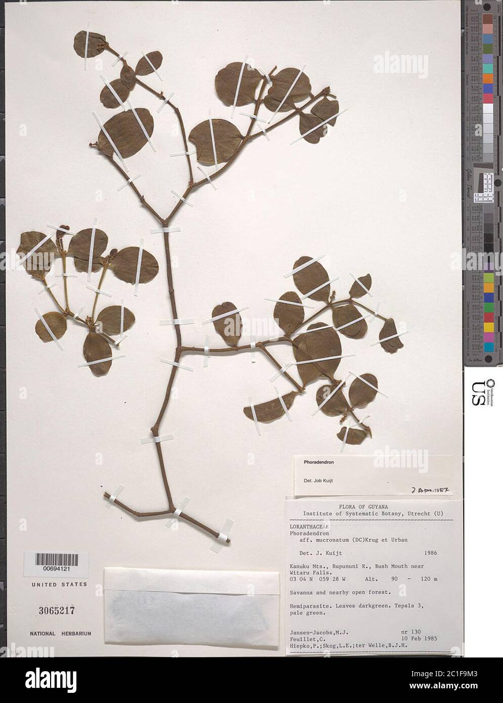 Phoradendron mucronatum DC Krug Urb Phoradendron mucronatum DC Krug Urb. Stock Photo