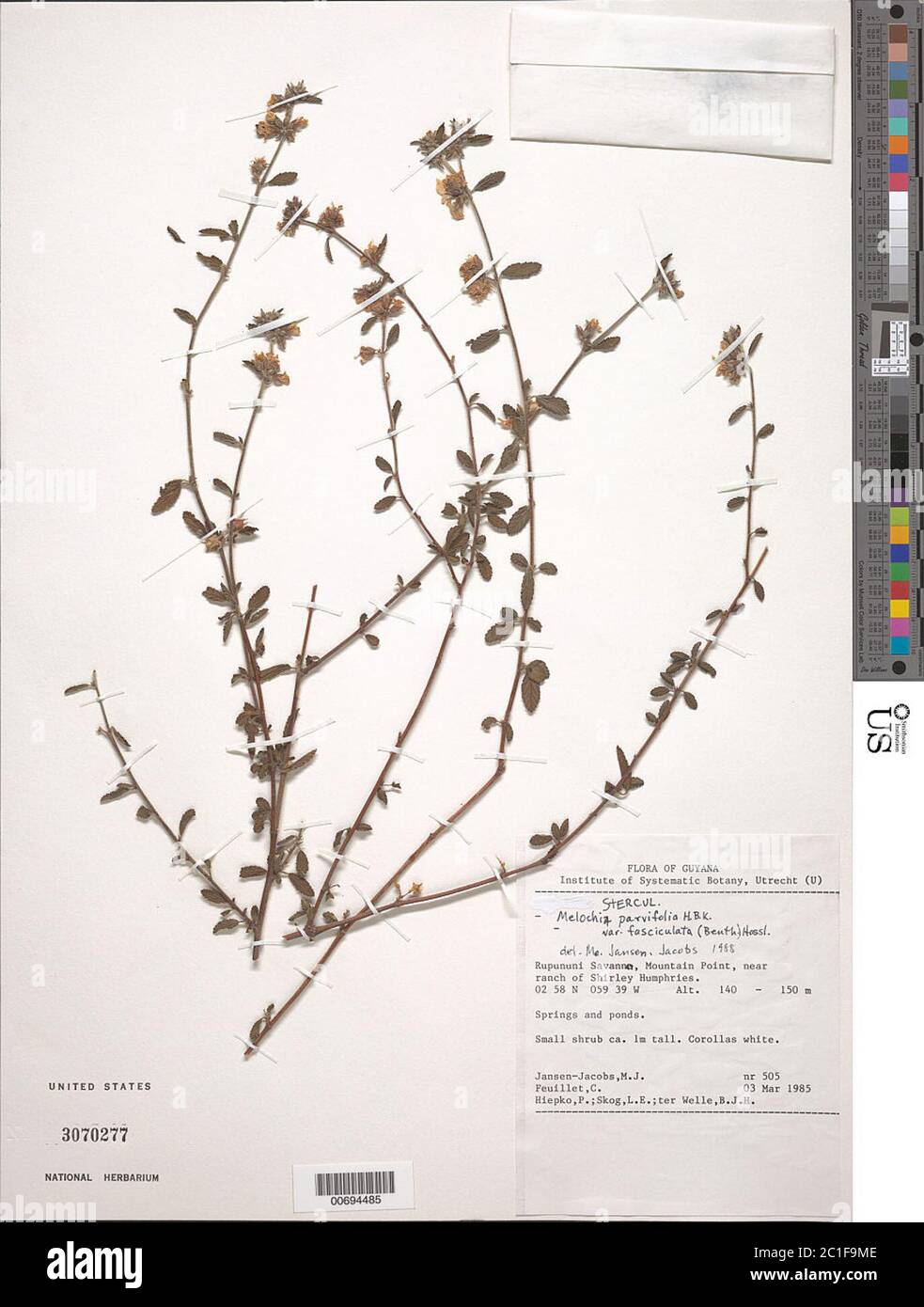 Melochia parvifolia var fasciculata Benth Hassl Melochia parvifolia var fasciculata Benth Hassl. Stock Photo
