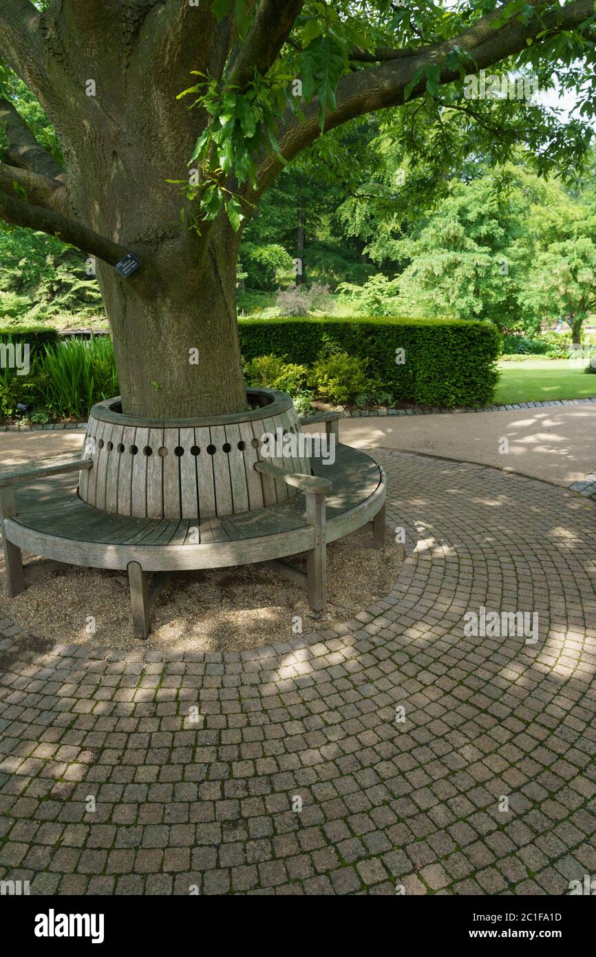 An ornamental circular wooden seat that is built around a Chestnut-leaved oak or 'Green Spire' tree, Harrogate, North Yorkshire, England, UK. Stock Photo