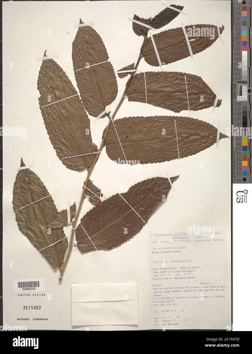 Banara guianensis Aubl Banara guianensis Aubl Stock Photo Alamy