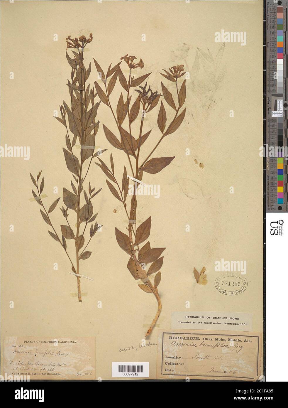 Amsonia brevifolia A Gray Amsonia brevifolia A Gray. Stock Photo
