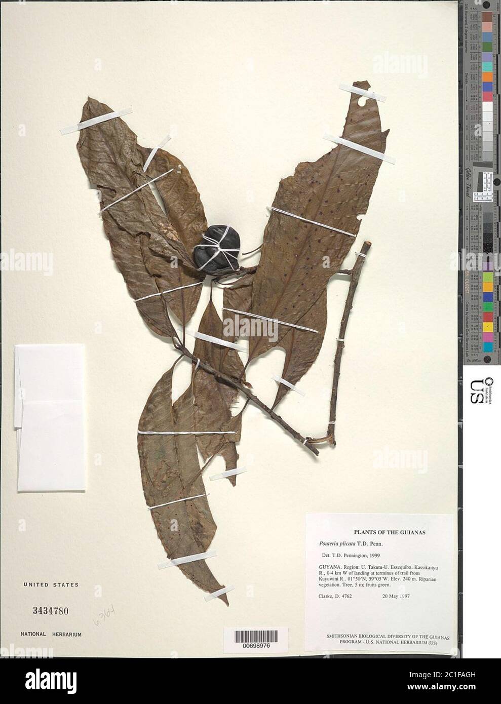 Pouteria plicata TD Penn Pouteria plicata TD Penn. Stock Photo