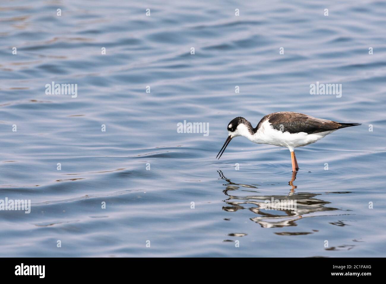 Black Necked Stilt Bird Wading in Water in Baylands Nature Preserve