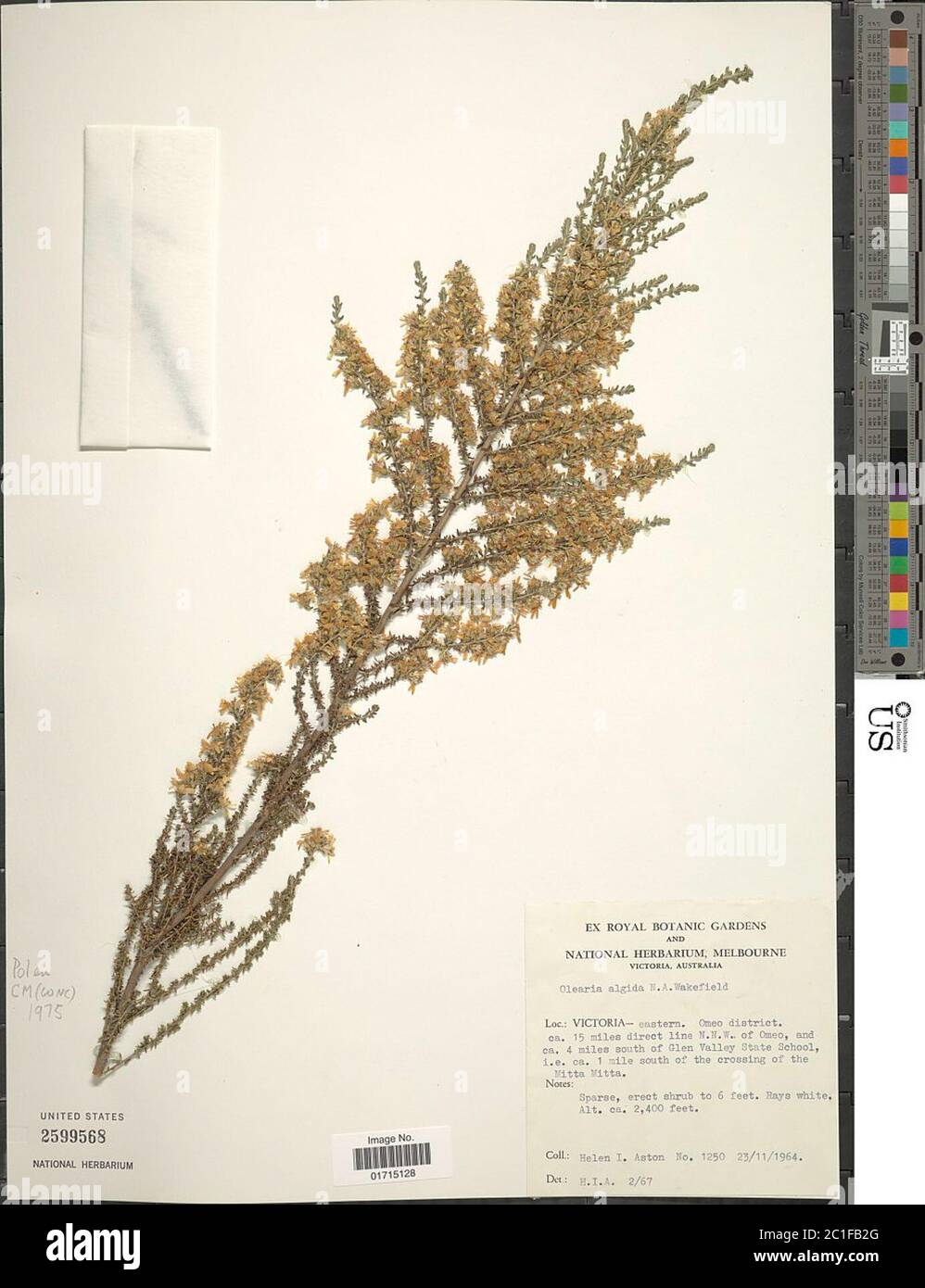 Olearia algida NA Wakef Olearia algida NA Wakef Stock Photo Alamy