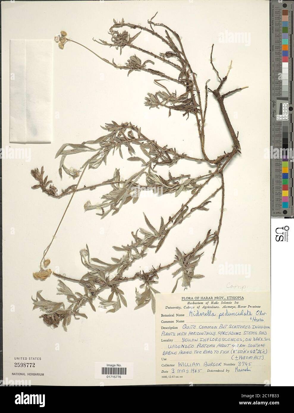 Nidorella pedunculata Oliv Nidorella pedunculata Oliv. Stock Photo
