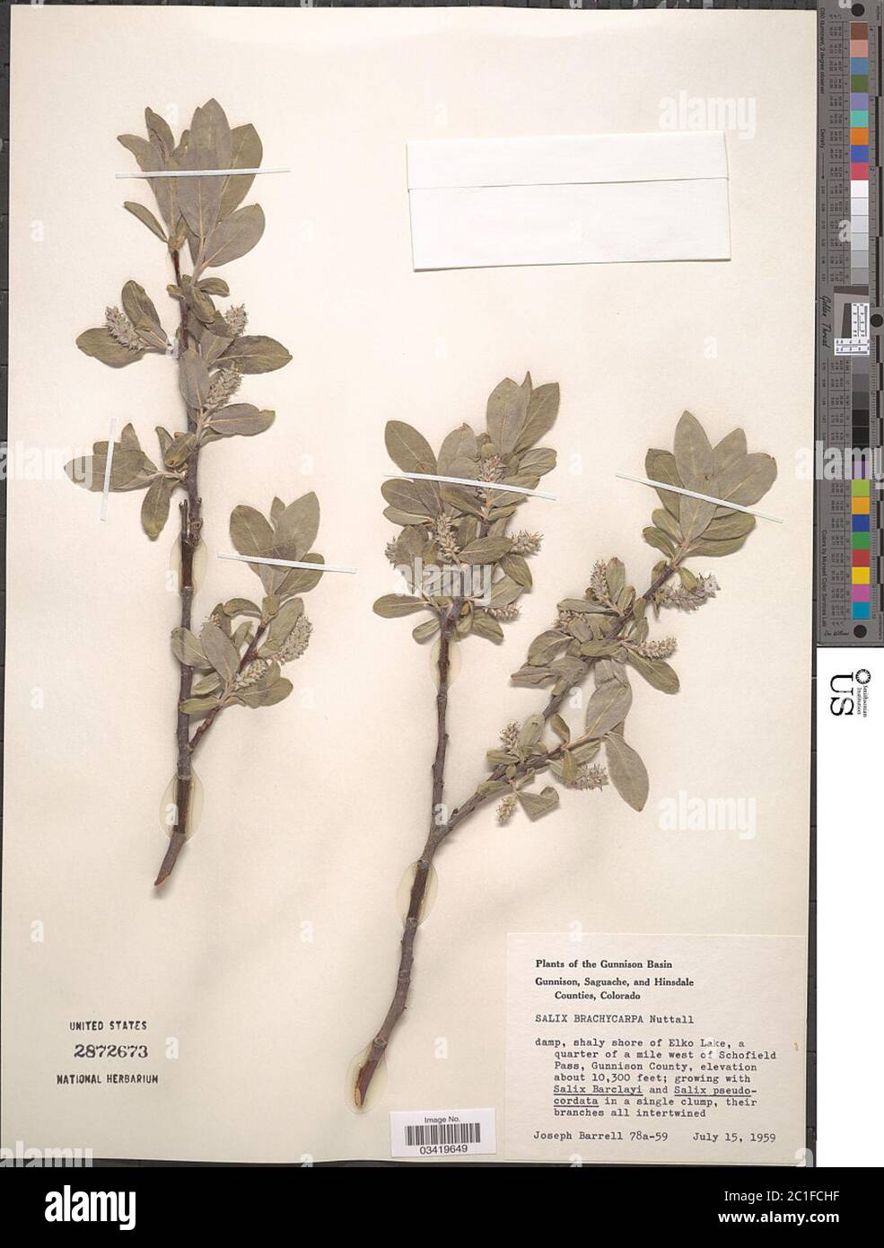 Salix brachycarpa Nutt Salix brachycarpa Nutt Stock Photo Alamy