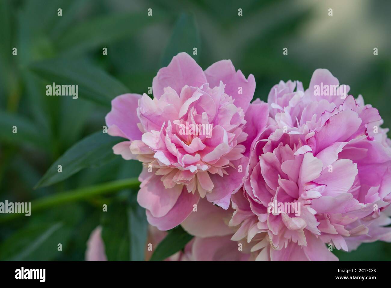 Peony Flower in Bloom in Springtime Stock Photo