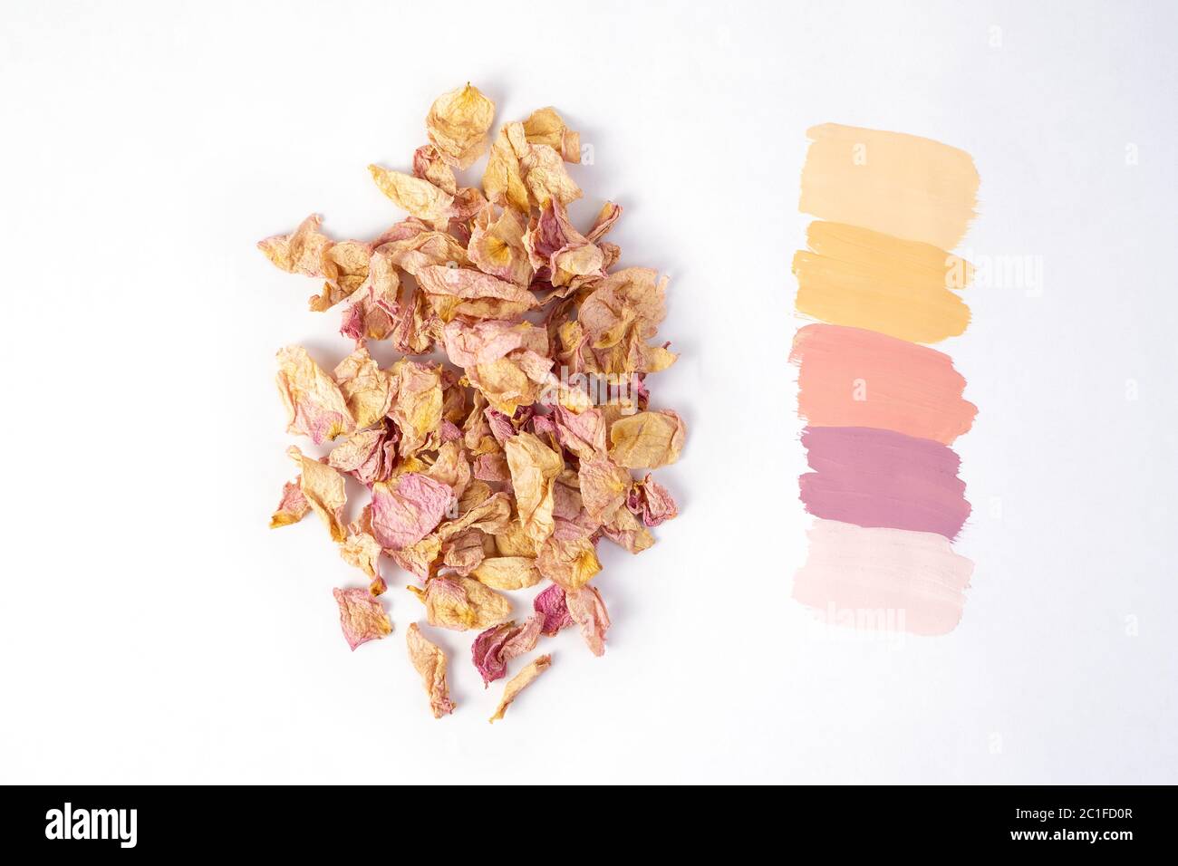 A color palette with samples of flowers taken from a dried field plant