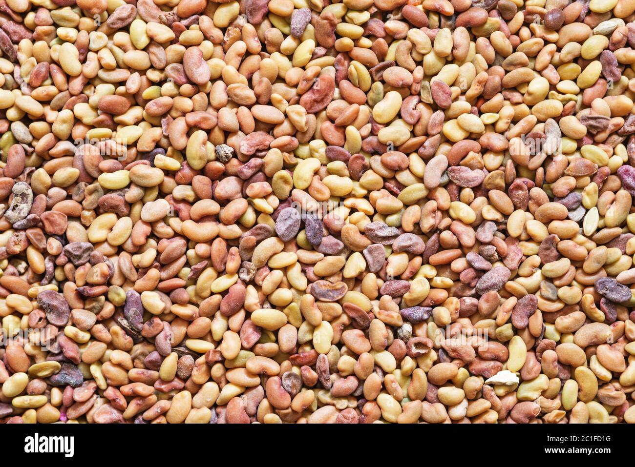 background macro image of alfalfa seeds Stock Photo