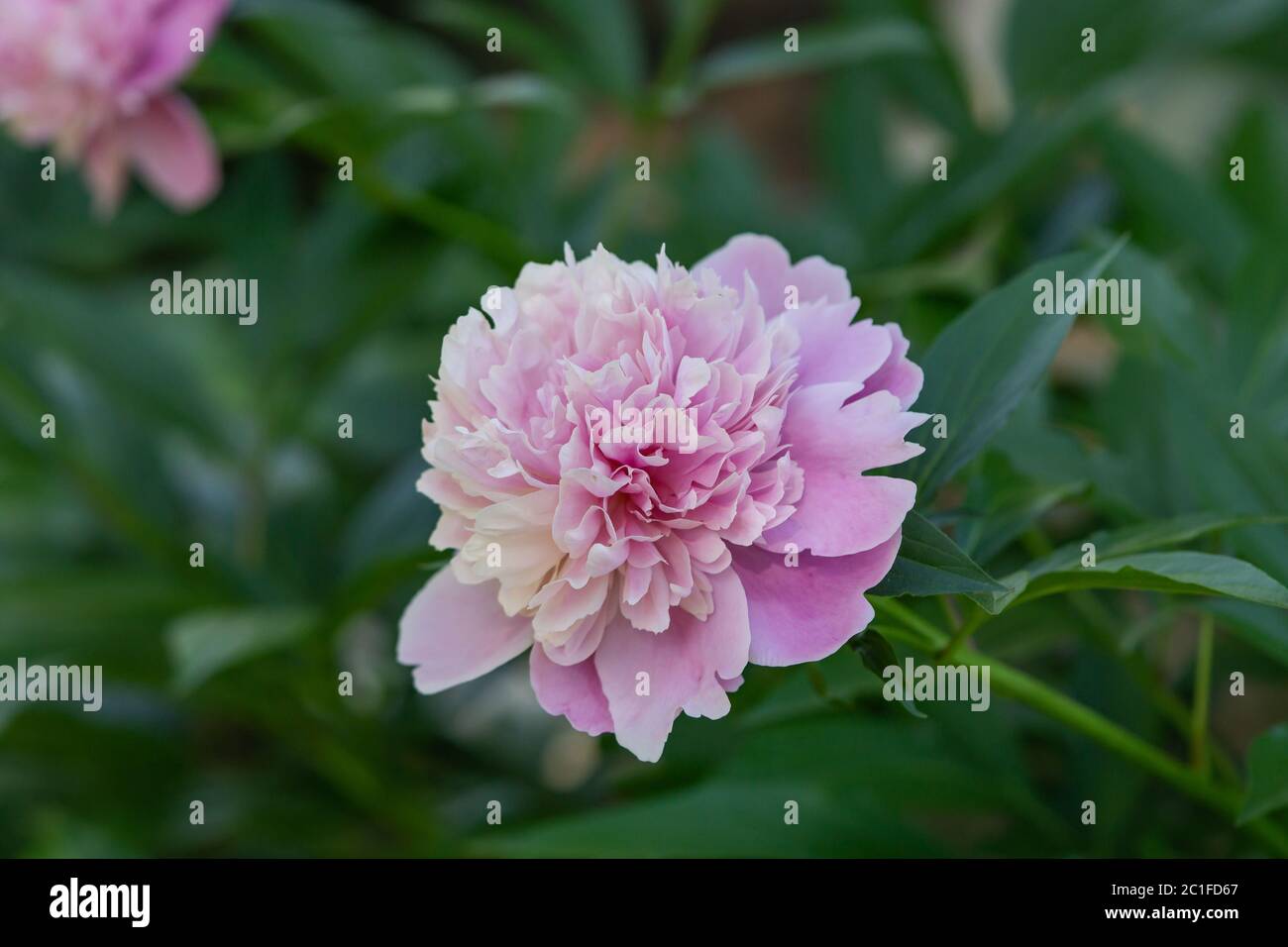 Peony Flower in Bloom in Springtime Stock Photo