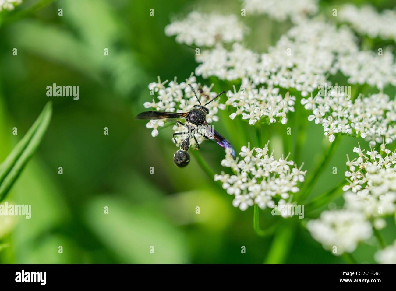 Potter Wasp on Ground Elder Flowers Stock Photo