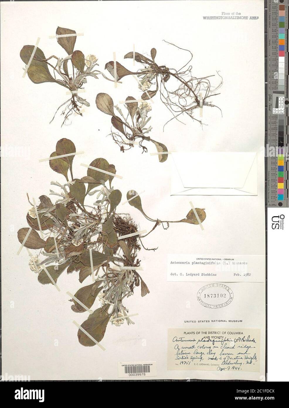 Antennaria plantaginifolia L Richardson Antennaria plantaginifolia L Richardson. Stock Photo