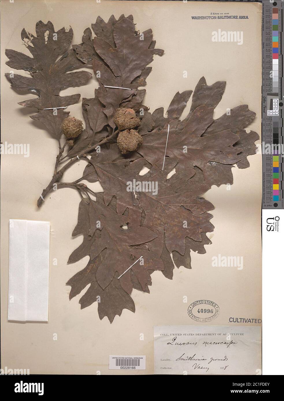 Quercus macrocarpa Michx Quercus macrocarpa Michx. Stock Photo