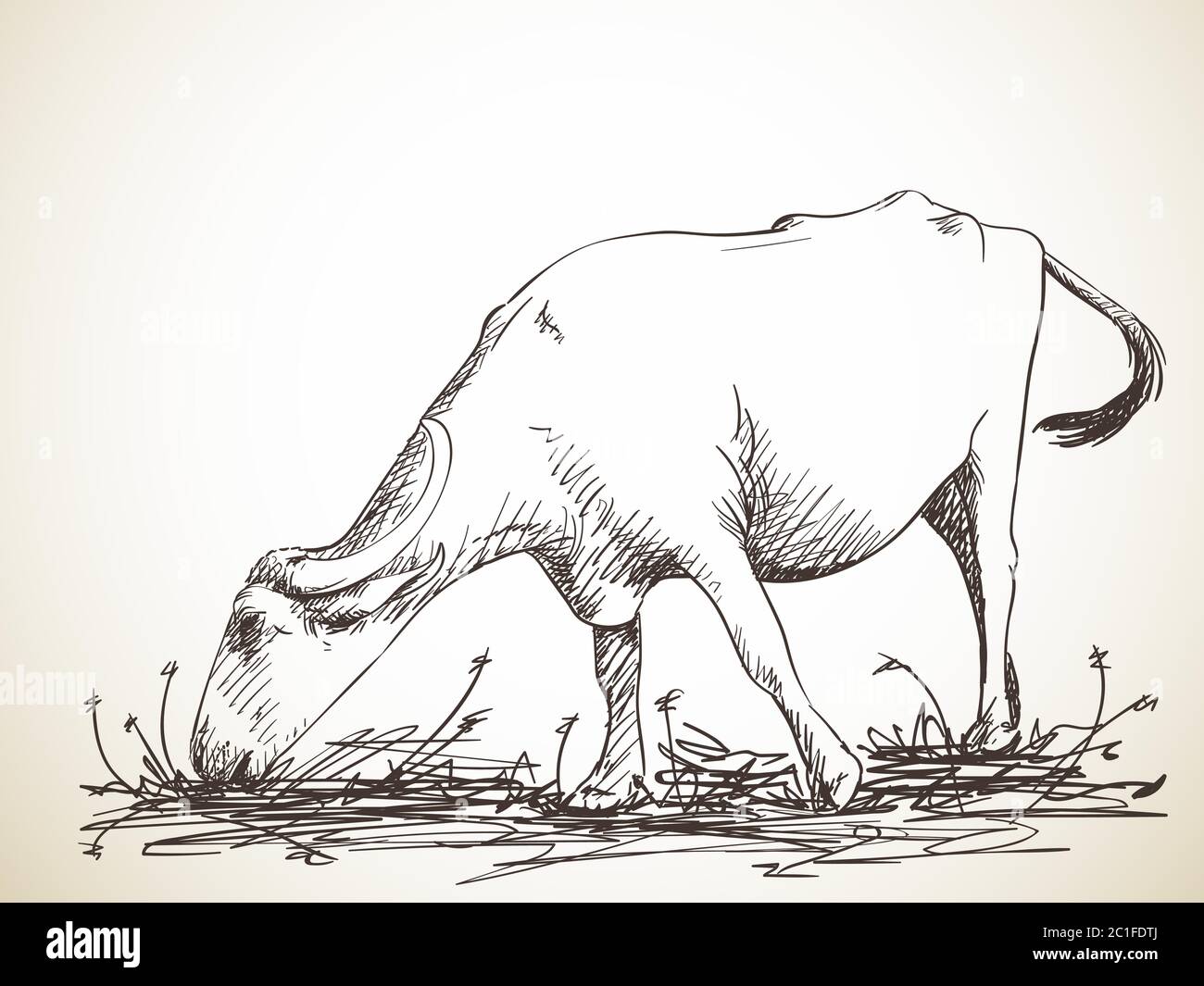 Sketch of grazing buffalo, Hand drawn illustration Stock Vector Image ...