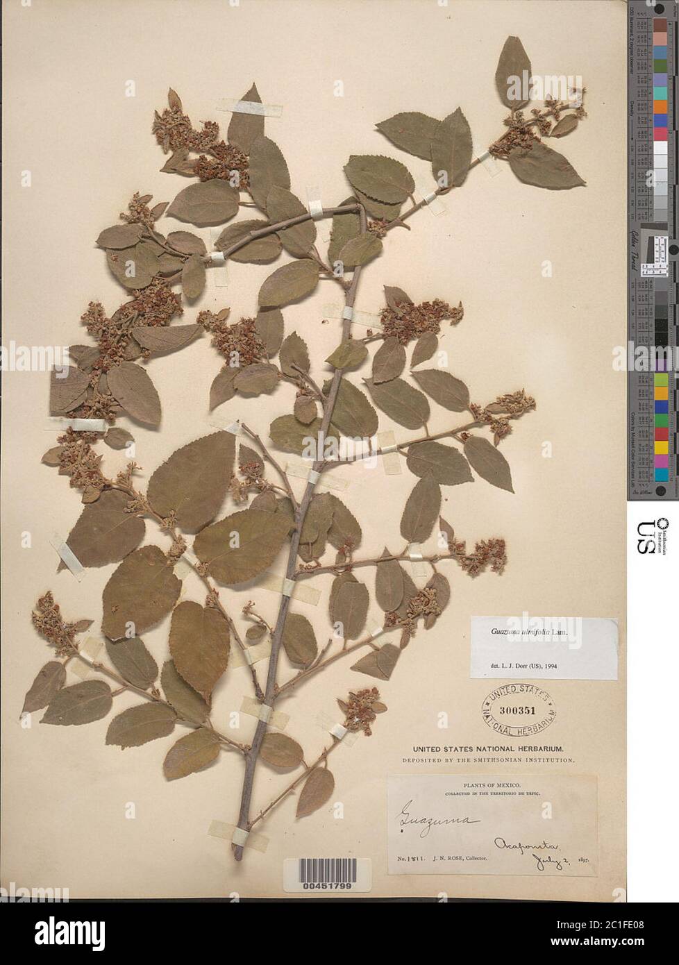 Guazuma ulmifolia Lam Guazuma ulmifolia Lam. Stock Photo