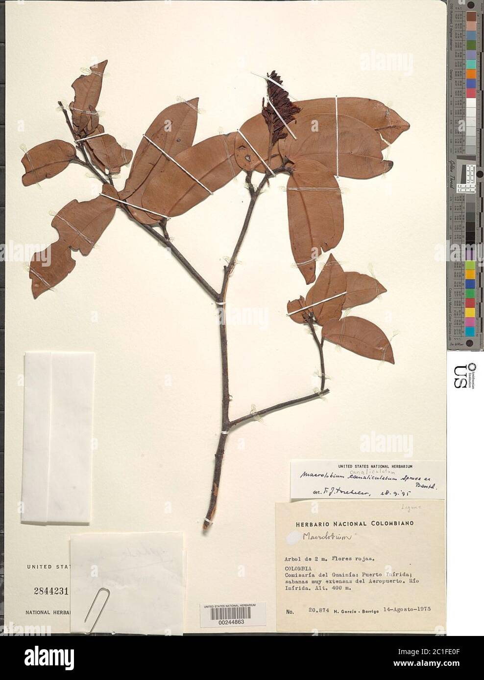 Macrolobium canaliculatum Spruce ex Benth Macrolobium canaliculatum Spruce ex Benth. Stock Photo