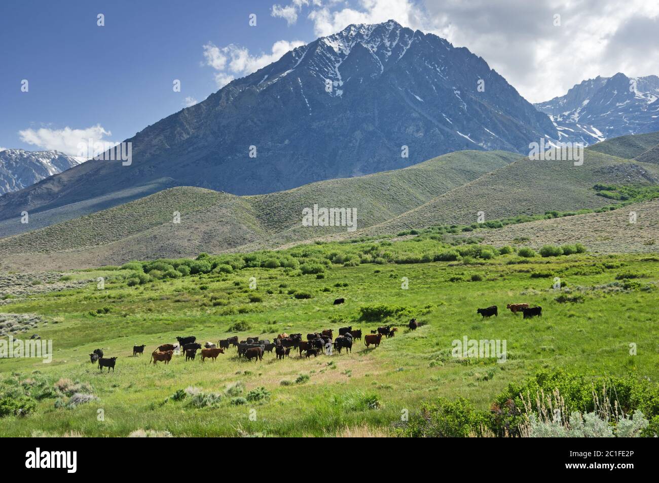 a herd of cattle in McMurray Meadow below Mount Tinemaha in California Stock Photo