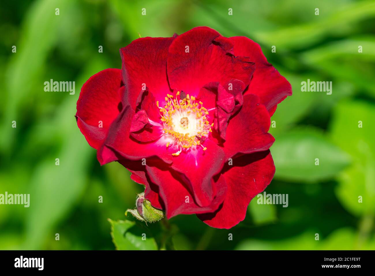 Rose Flower in Bloom in Springtime Stock Photo