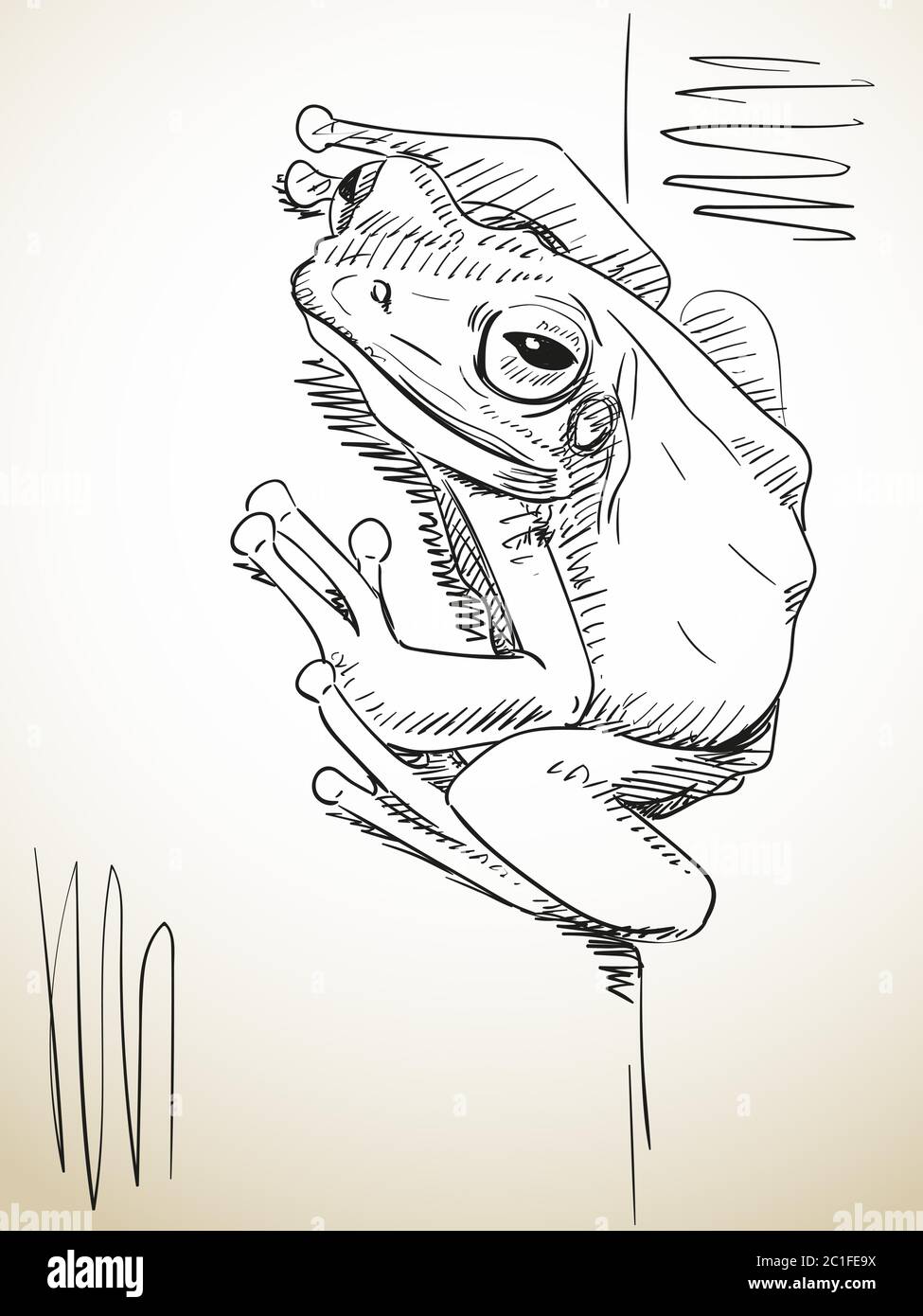 Frog sketch hi-res stock photography and images - Alamy